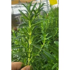 로즈마리 생잎 100g (당일수확 농장직송), 1개