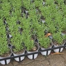 잉글리쉬라벤더 라벤다 소품 노지월동 그린식물팜, 1개