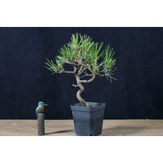 미니화분 이천도자기 다육이 풍란 사무실 모아심기용, 5, 포함, 1개