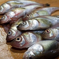 동해 묵호항 냉동 알도루묵 1팩(5-7미내외) 2팩 제철도루묵 급냉도루묵 겨울알도루묵, 1세트, 급냉 알도루묵 1팩 5-7미내외