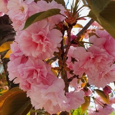 벚 꽃 나무 묘목 겹벚꽃나무 2년생 조경수 정원수, [ 겹벚꽃나무 상묘 ], 1개