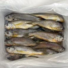 영광 법성포 급냉 생 참조기 가정용 식당용 생물 생조기, 1세트, 급냉 생 참조기 1.5kg내외(20~25미)