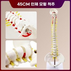 척추 모형 교육용 학교 의료 대퇴골부 정형 과학실, A. 수직 척추 45cm