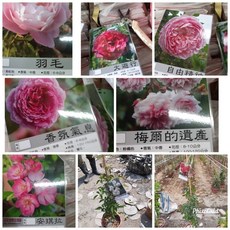 霏霏園藝 爬藤類玫瑰 6吋盆 開花整串 陽台庭院造景, 1個