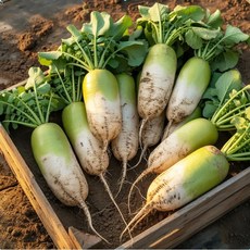 아삭하고 달큼한 겨울을 견뎌내 제주무, 5kg, 1개