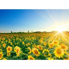 직소 1000조각 CA1149 조각퍼즐 북해도 해바라기 꽃무늬 57571ea 1(ea), 1개