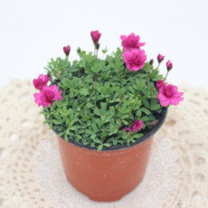 [골든플랜트] 미니사랑초 소품 옥살리스 노지월동 정원화단 실내공기정화 인테리어식물, 1개, 진핑크 붉은색