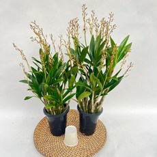 긴기아난 버드로즈 봄꽃 향기난 1+1 제이팜, 1세트