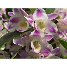 [꽃밭에서 난원] 서양란/덴드로비움(차이나드림 2개 특가)