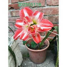 多瓣孤挺花, 1個, 編號20250511B大顆裸株