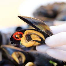 [신선보장] 산지직송 통영 다듬이 홍합, 1개, 1kg