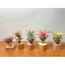 空氣鳳梨木頭底座：手工松木 多樣搭配 簡約居家裝飾（不含植物）, 1個, 方形（3公分*3公分*高3公分）高版