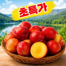 [노마진특가] 산지직송 후무사 제철 자두, 1박스, 1kg (로얄과)