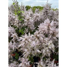 霏霏園藝麝香木5寸盆栽 驅蚊淨化空氣 居家園藝盆栽植物 特價優惠中