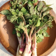 국내산 땅두릅 자연산 제철 햇 두릅 봄나물, 200g, 1개