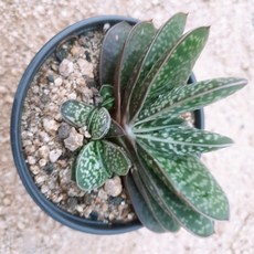 인플랜츠팜 자보 다육 공기정화식물반려식물 전자파차단식물포트, 1개