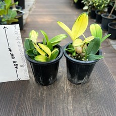 단정학 미니 석곡 1+1 동양란 난키우기 올플랜츠, 1세트