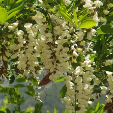 꽃나무 아카시아 나무 묘목 실생2년 특묘, 1개, 아카시아 실생2년 특묘