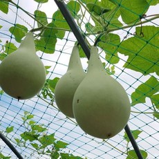 하우스 터널 재배 그물망 조롱박 표주박 애플 수박 참외 호박 오이 축제 7m x 길이선택, 15025-50, 1개, (높이 7m x 길이:구매수량당1m)