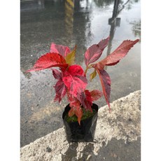 花花世界 紅葉鐵莧/威氏鐵莧 3吋盆 高約5-10公分 優良造景樹種 一年四季保持紅艷, 3吋黑軟盆