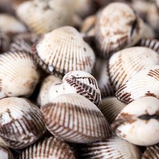 술안주 안주거리 신선한 벌교 새꼬막 당일조업 산지직송, 1세트, 새꼬막 중 1kg(100알 내외)