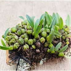 聚株石豆蘭 迷你雨林缸造景 小型附生石豆蘭, 1個, 一豆（一顆）