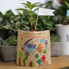 그림봉투화분 나팔꽃 꽃씨앗 관찰학습, 상세페이지 참조, 1개