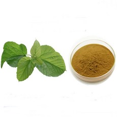 뽕잎추출분말 100g 샘플, 1개