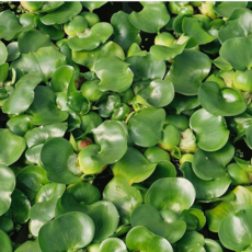 하하꽃농원 부레옥잠 수생식물 수경재배식물, 1세트