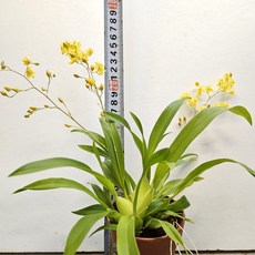 은은한 꽃향기가 매력적인 ~환타시아, 1개