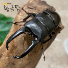 넓적사슴벌레 번식세트(수컷1+암컷1+서비스암컷) 3마리 농장 직배송 개체, 1세트, 수컷60mm이상/암컷30mm이상+암컷 한마리 서비스