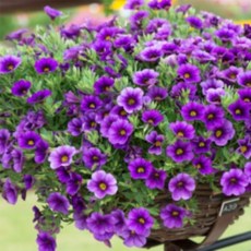 어린모종 밀레니엄벨 8cm분, 카붐 데님, 1개