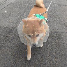 又學一招狗狗防誤食頭紗外出嘴套狗頭套面罩防吃網套面紗中小型, 1個, 【1個裝】單層星光黃鬆緊舒適不勒頭:26cm