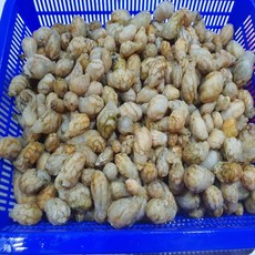 오만둥이 국내산 생물 미더덕 산지직송, 1박스, 생물 오만둥이 1kg(횟감가능)