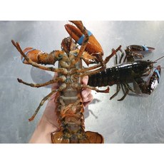 미식해 활 랍스타 500g 1미 캐나다 항공직송, 1개