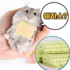 햄스터간식 사과 웨하스 이갈이 골든햄스터 간식 이갈이 먹이 사료 밥, 6개, 1세트