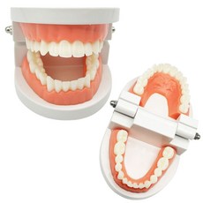 반스트 치아 모형 180도 펼쳐지는 구강 양치 교육, 혼합 색상, 2개