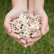 국산 연근 200g 건 건조 말린 연근칩 차 효능, 1개