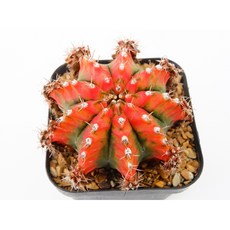 짐노 멀티칼라금 중대묘 실생 동일품-260323 아프리카식물 코덱스 멸종위기 희귀선인장