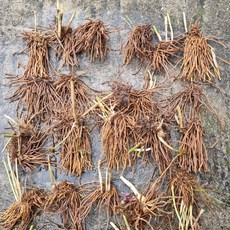 비그린 아스파라거스 모종 종근 뿌리, 종근5년생(중)_3주, 1개