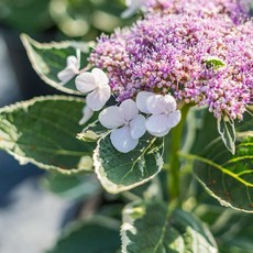 斑葉繡球（粉色）5吋盆 開花植物, 斑葉 (粉色)
