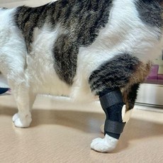 강아지 슬개골 탈구 보호대 중형, 1개, 1ml