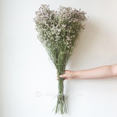 가팡 드라이 플라워 DRYB012, 06번