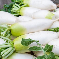 세상별미 제주도 무우 제주무 세척무 5kg 김장무 월동무, 1박스