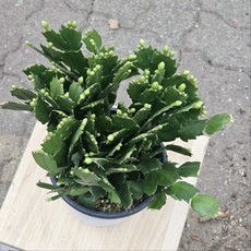 게발선인장, 1개