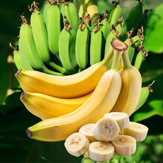 고당도 달콤한 옥여사 바나나, 1개, 1kg