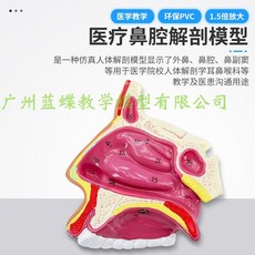비강 코 해부학 모델 호흡기 의료교육 인체모형 목 인후 후두, A. 브래킷없음