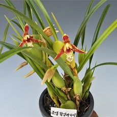 막실라니아 조생(하나만 있어도 향기가 진해요 ), 1개