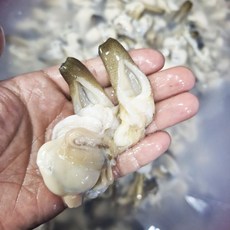 여수 자연산 손질 우럭조개 생물 순살 샤브샤브 원물 250g 500g, 손질 우럭조개 250G, 1개