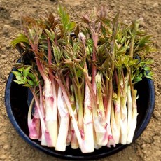 토종원 국내산 땅두릅 250g 외 3종 눈꽃 봄나물, 300g, 1세트, 300g